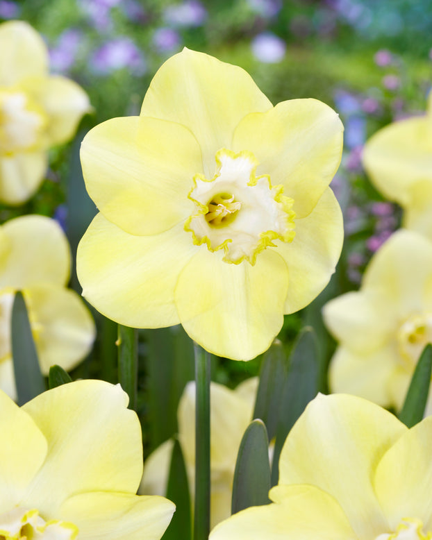 Narcissus 'Scrumpy'