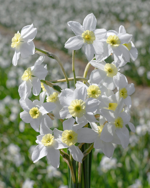 Narcissus 'Segovia'