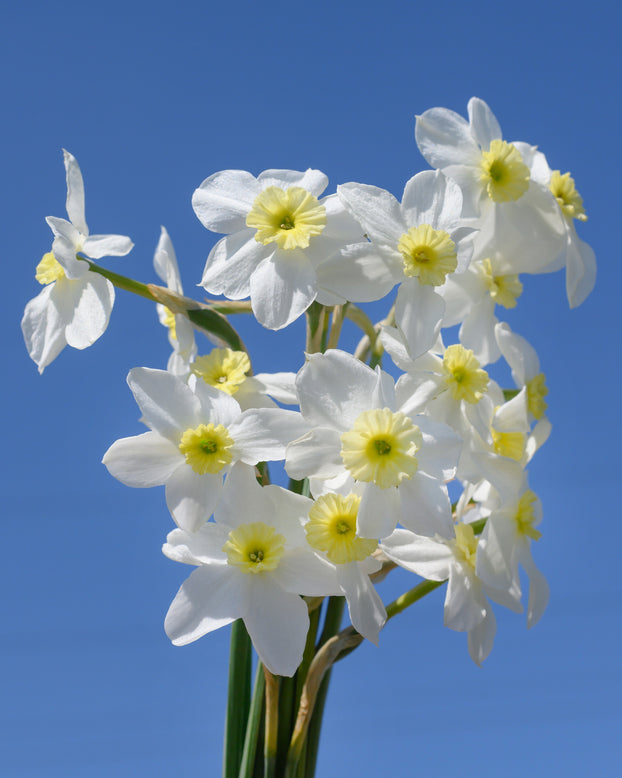 Narcissus 'Segovia'