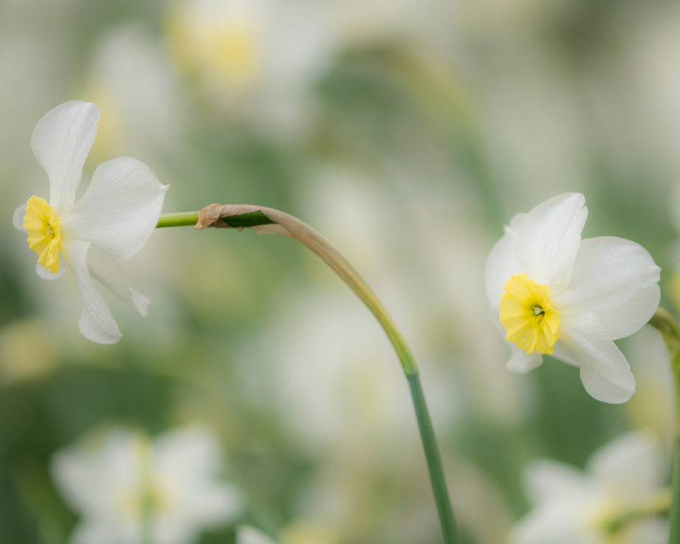 Narcissus 'Segovia'