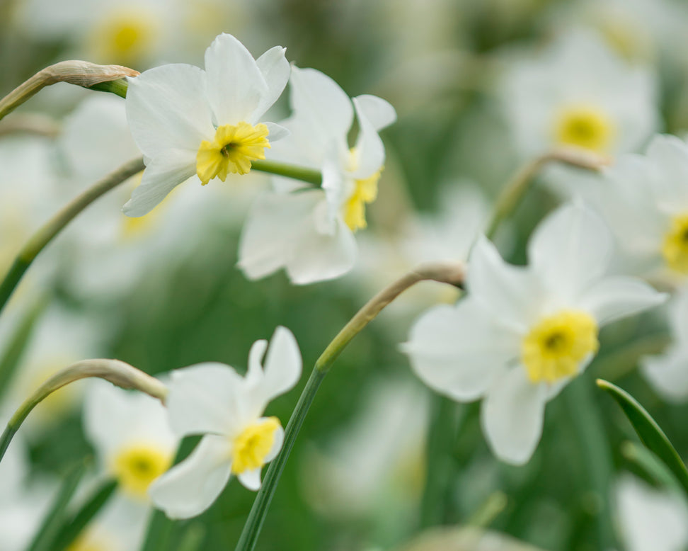 Narcissus 'Segovia'