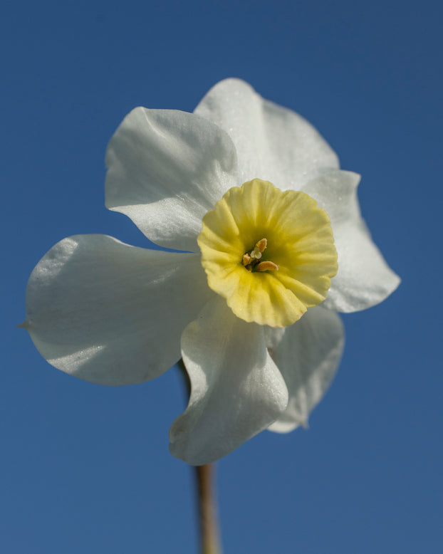 Narcissus 'Segovia'
