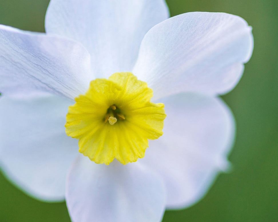 Narcissus 'Segovia'