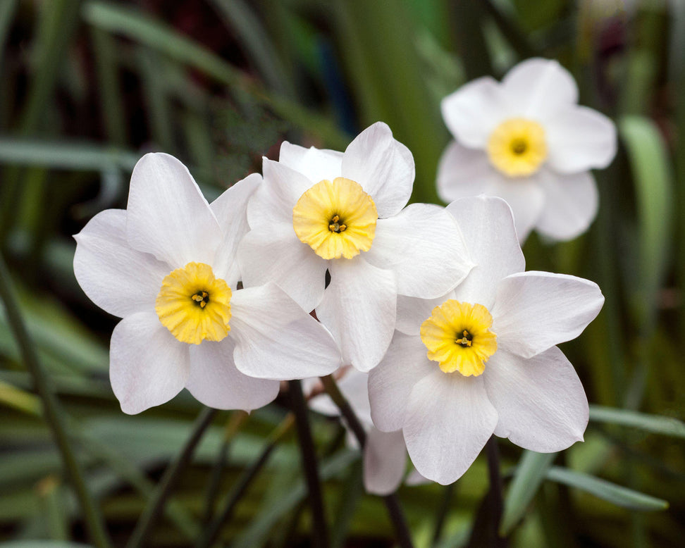 Narcissus 'Segovia'