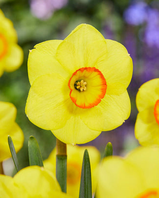 Narcissus 'Shangani' Narcissus 'Shangani'