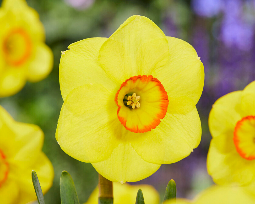 Narcissus 'Shangani'