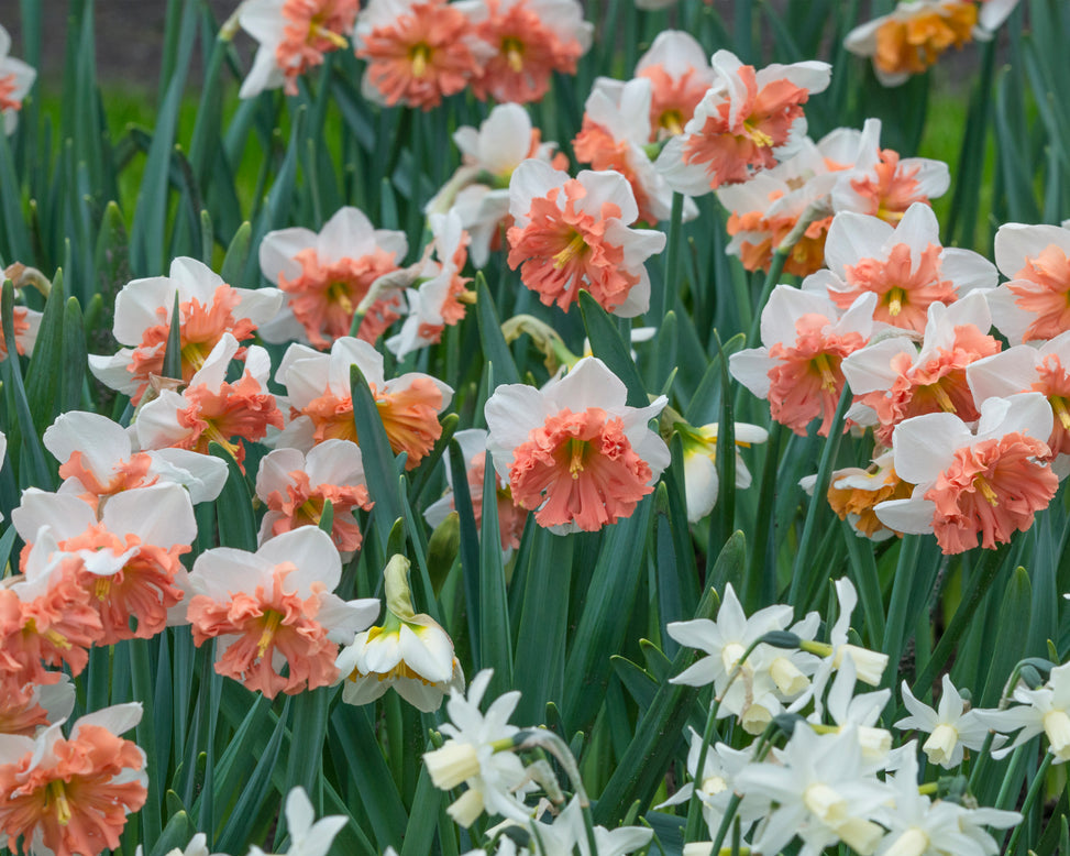 Narcissus 'Shrike'
