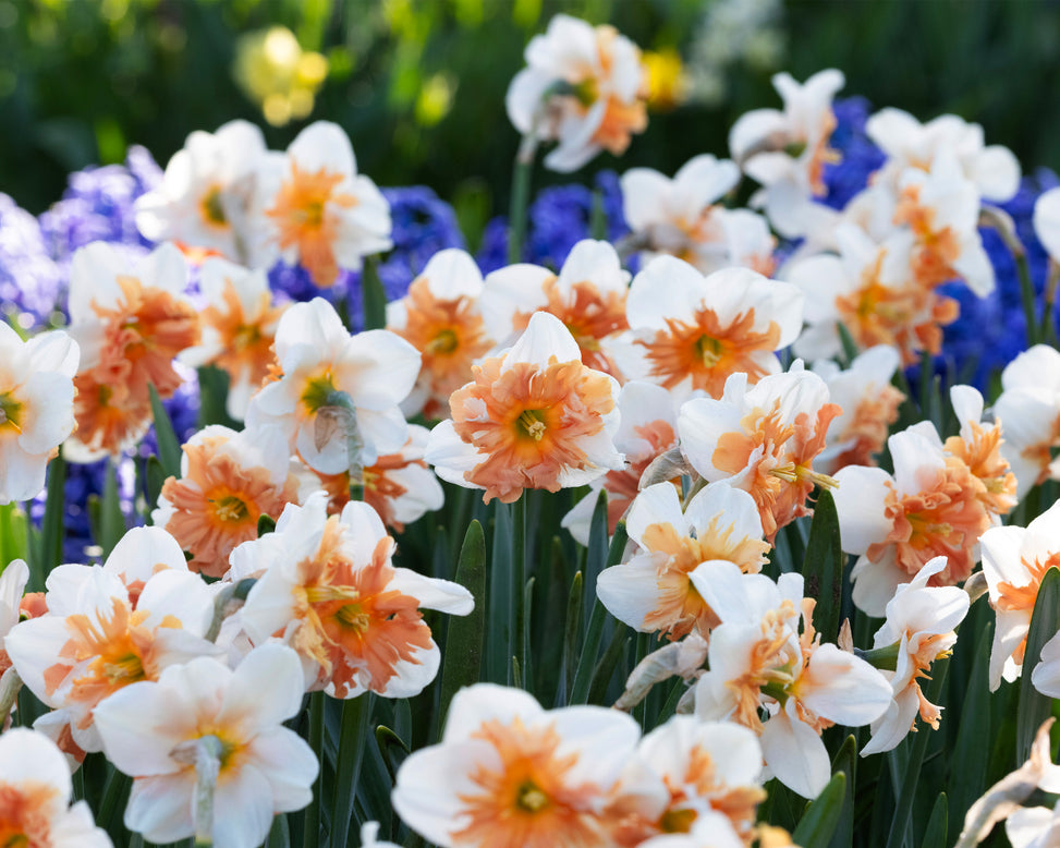 Narcissus 'Shrike'