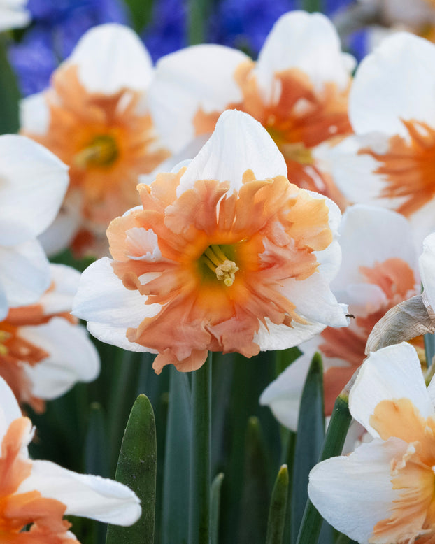 Narcissus 'Shrike'