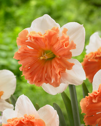 Narcissus 'Shrike' Narcissus 'Shrike'