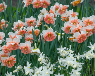 Narcissus 'Shrike' Narcissus 'Shrike'