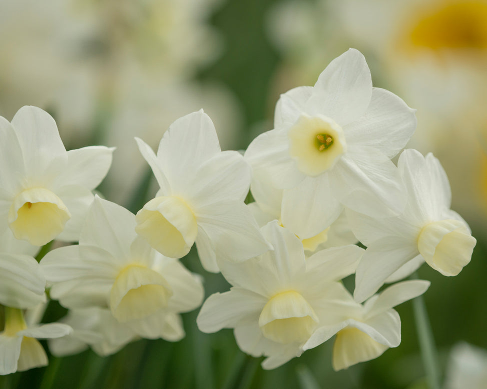 Narcissus 'Silver Chimes'