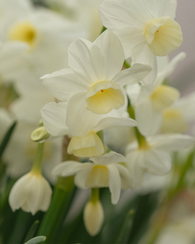 Narcissus 'Silver Chimes'