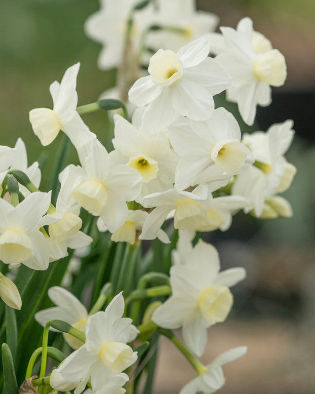 Narcissus 'Silver Chimes'