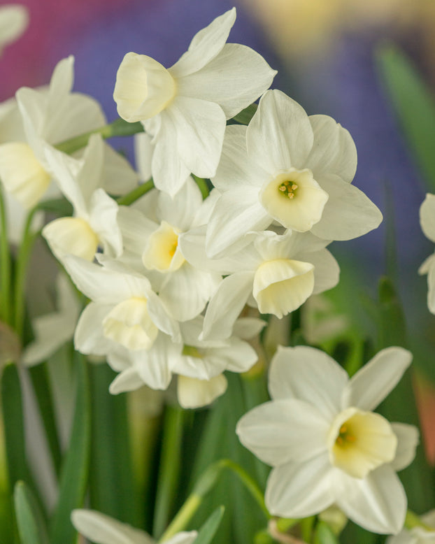 Narcissus 'Silver Chimes'