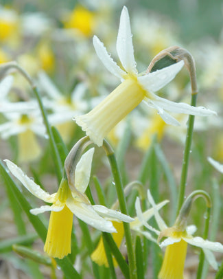 Narcissus 'Snipe' Narcissus 'Snipe'