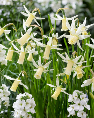 Narcissus 'Snipe' Narcissus 'Snipe'