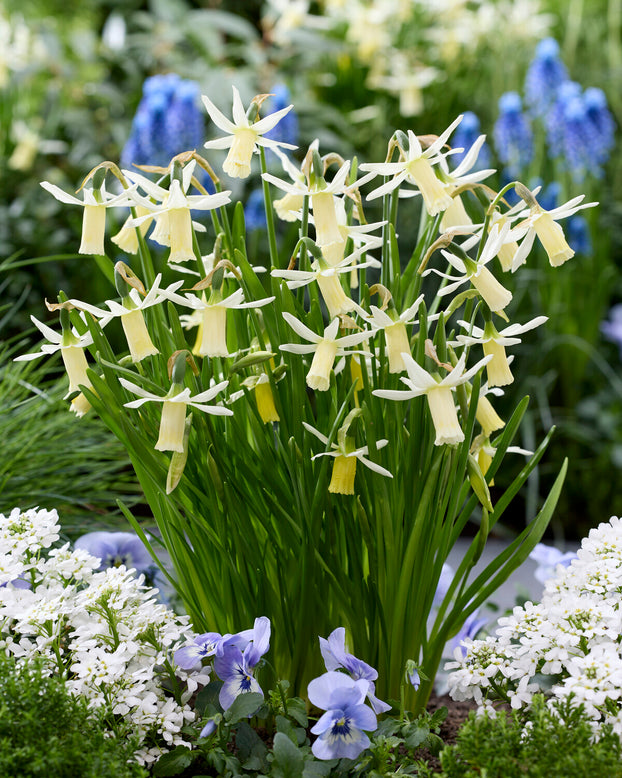 Narcissus 'Snipe'