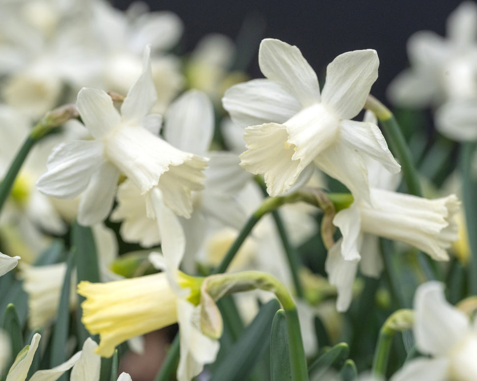 Narcissus 'Snow Baby'