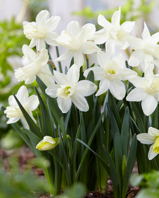 Narcissus 'Snow Baby' Narcissus 'Snow Baby'