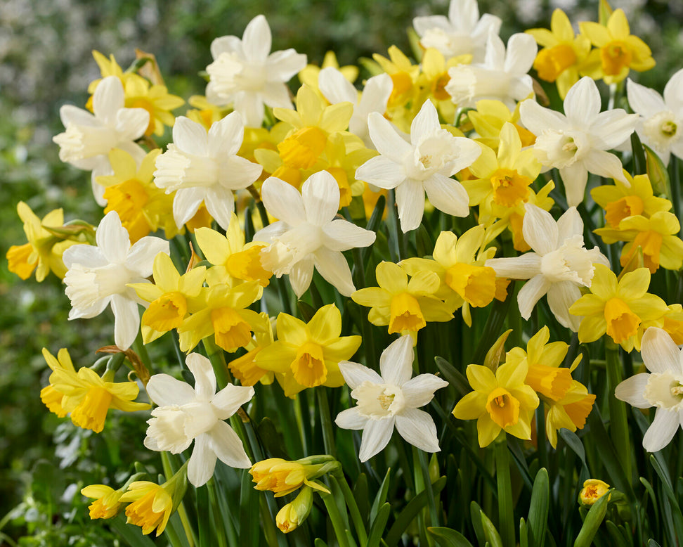 Narcissus 'Snow Baby'