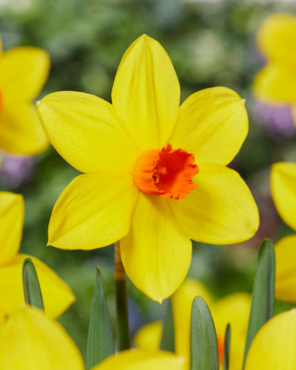 Narcissus 'Spinner' Narcissus 'Spinner'