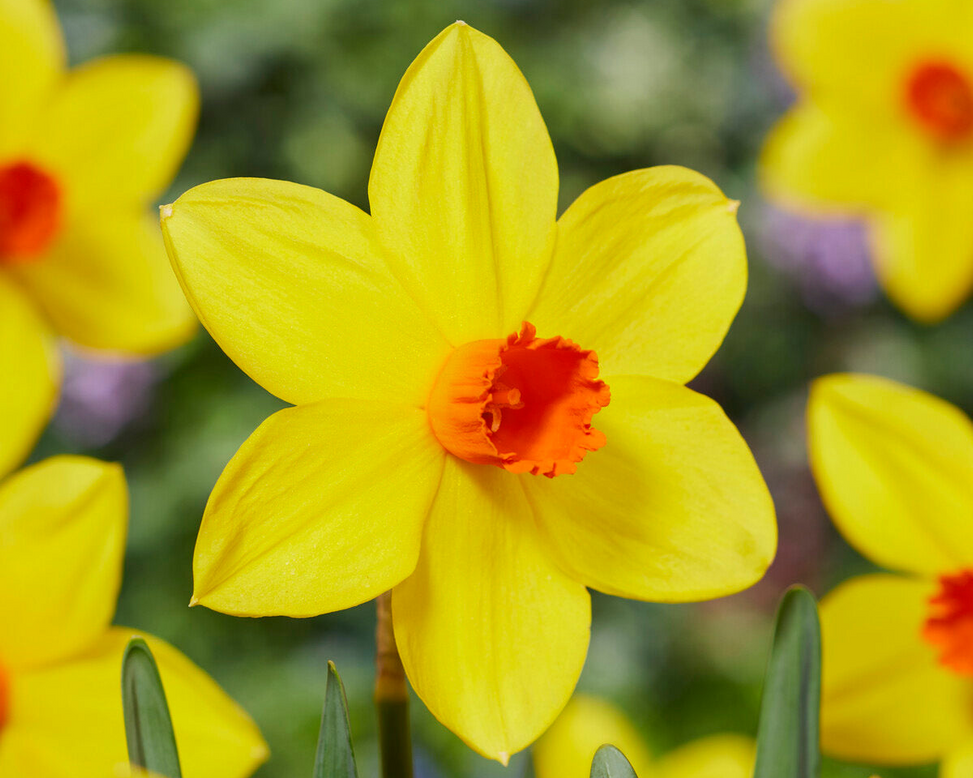 Narcissus 'Spinner'