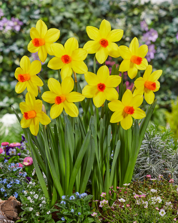 Narcissus 'Spinner'