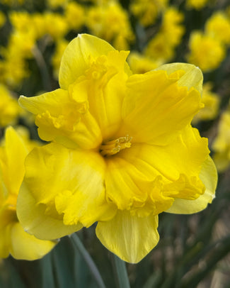 Narcissus 'Sprinter' Narcissus 'Sprinter'