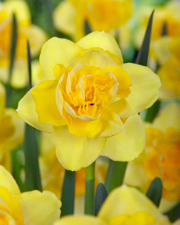 Narcissus 'Spring Paradijs'