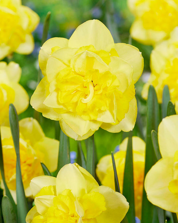 Narcissus 'Spring Paradijs'