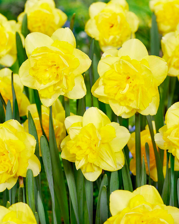 Narcissus 'Spring Paradijs'