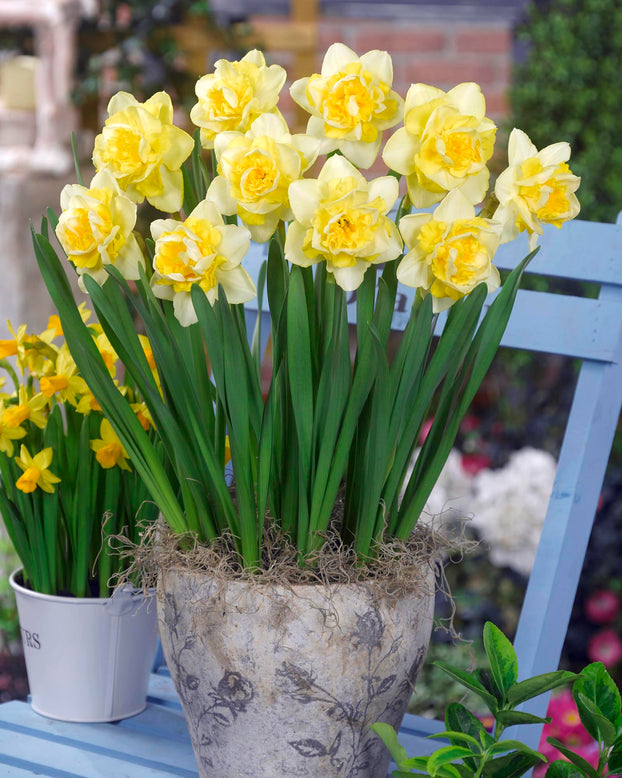 Narcissus 'Spring Paradijs'