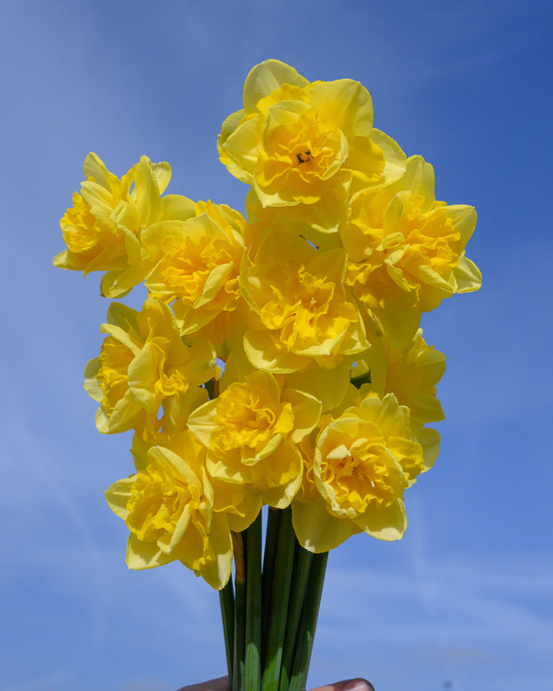 Narcissus 'Spring Paradijs'