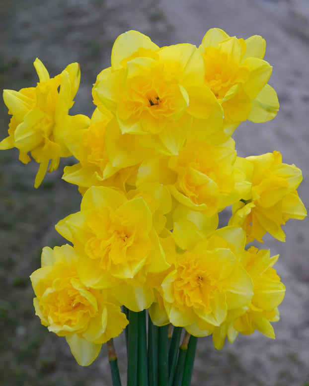 Narcissus 'Spring Paradijs'