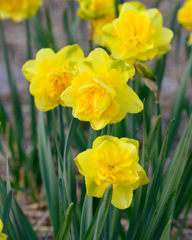 Narcissus 'Spring Paradijs'