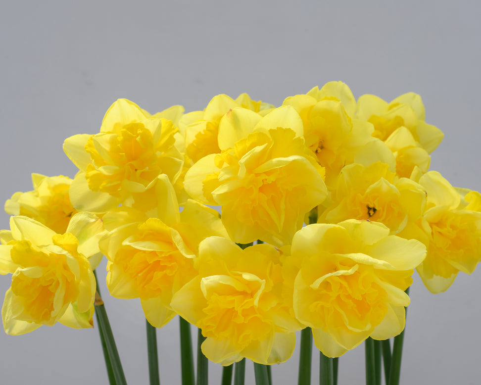 Narcissus 'Spring Paradijs'