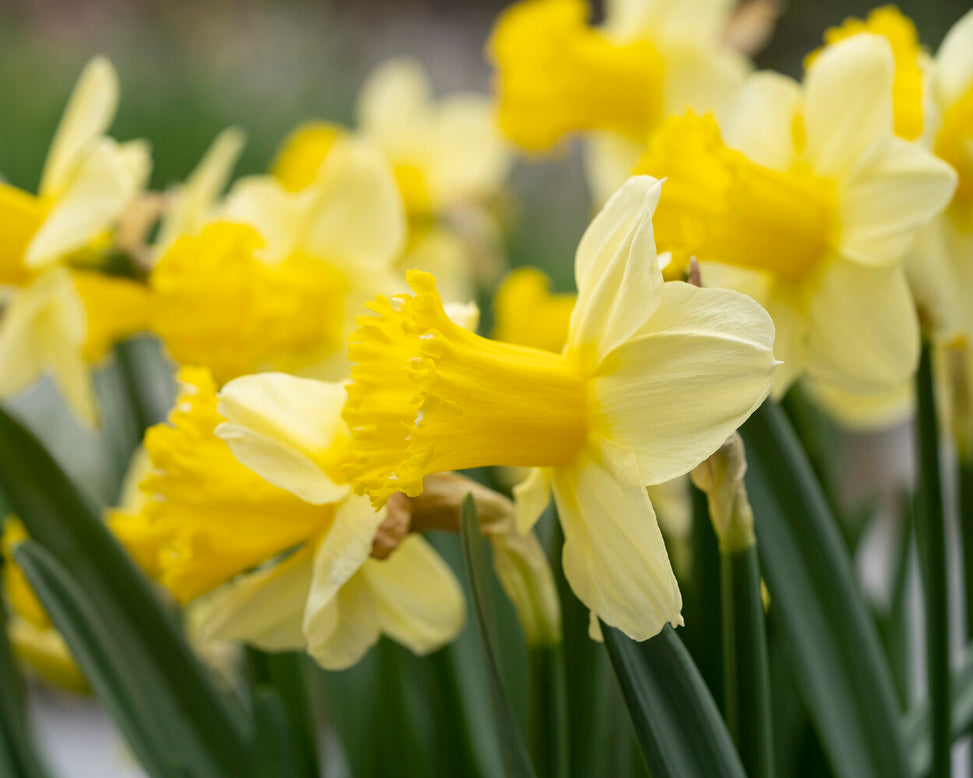 Narcissus 'Sugar Dipped'