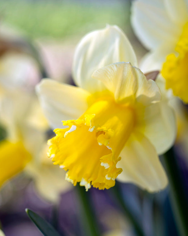 Narcissus 'Sugar Dipped'