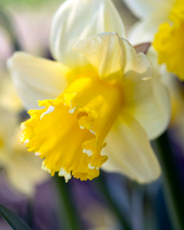 Narcissus 'Sugar Dipped'