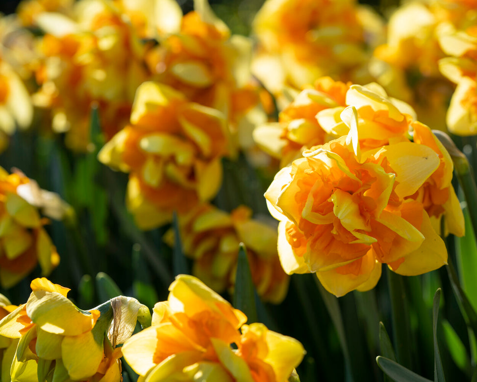 Narcissus 'Sun Catchers'