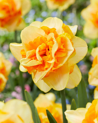 Narcissus 'Sun Catchers' Narcissus 'Sun Catchers'