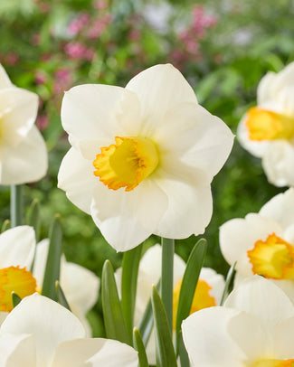 Narcissus 'Sunlit Chalice' Narcissus 'Sunlit Chalice'