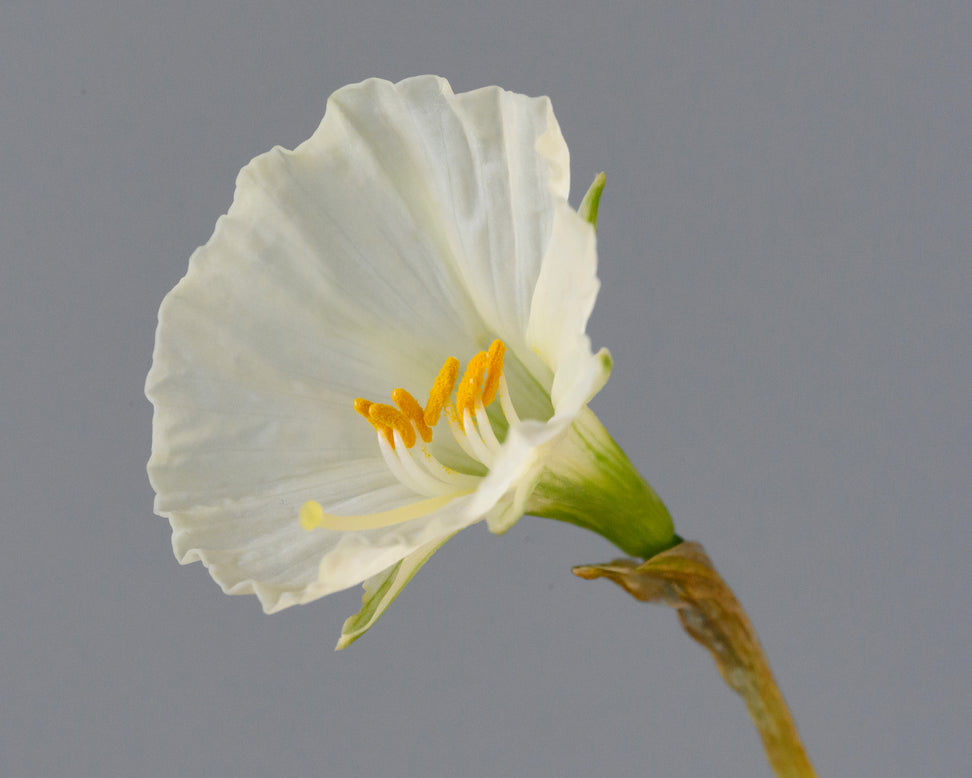 Narcissus 'Sweet Angel'