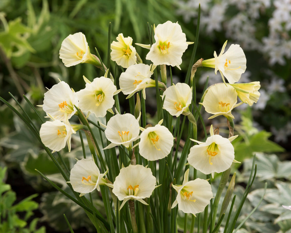 Narcissus 'Sweet Angel'