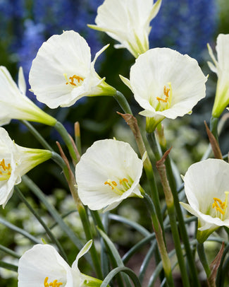Narcissus 'Sweet Angel' Narcissus 'Sweet Angel'