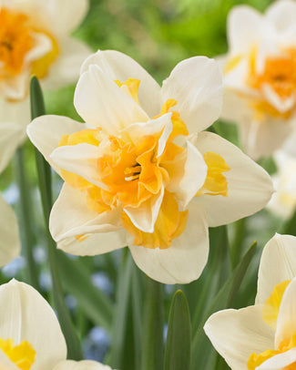Narcissus 'Sweet Desire' Narcissus 'Sweet Desire'