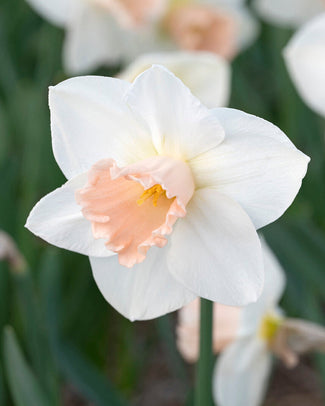 Narcissus 'Sweetest Dream' Narcissus 'Sweetest Dream'