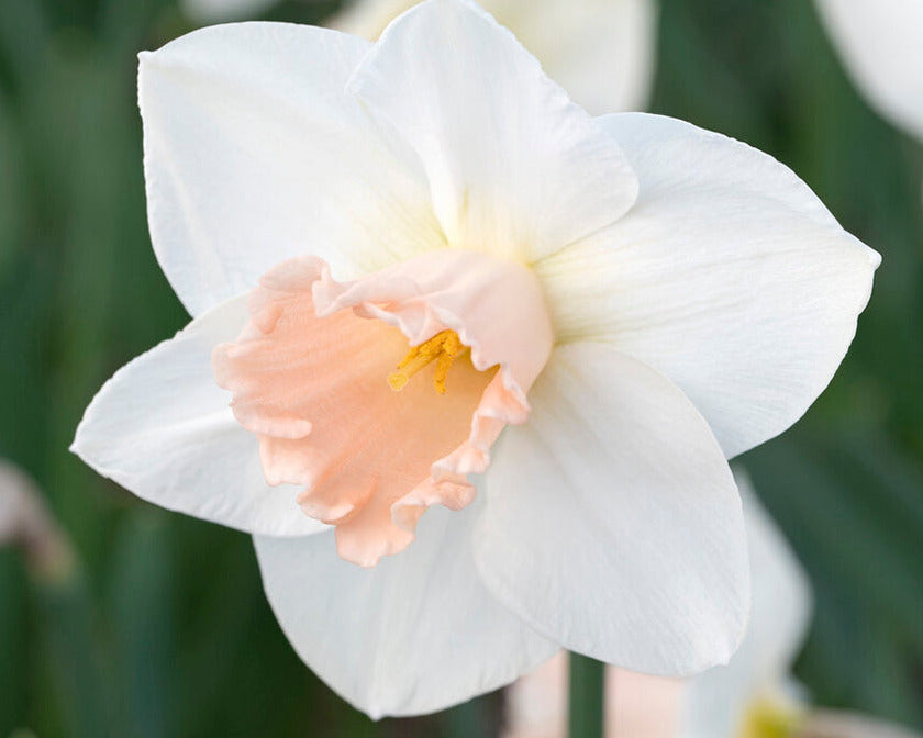 Narcissus 'Sweetest Dream'