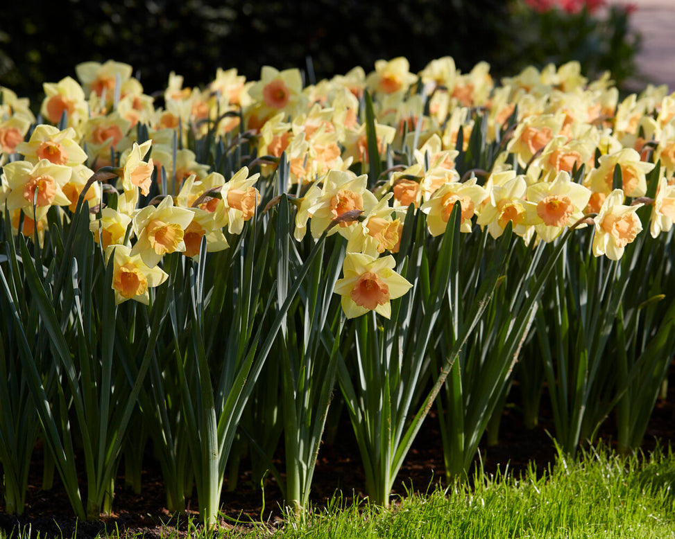 Narcissus 'Tom Pouce'